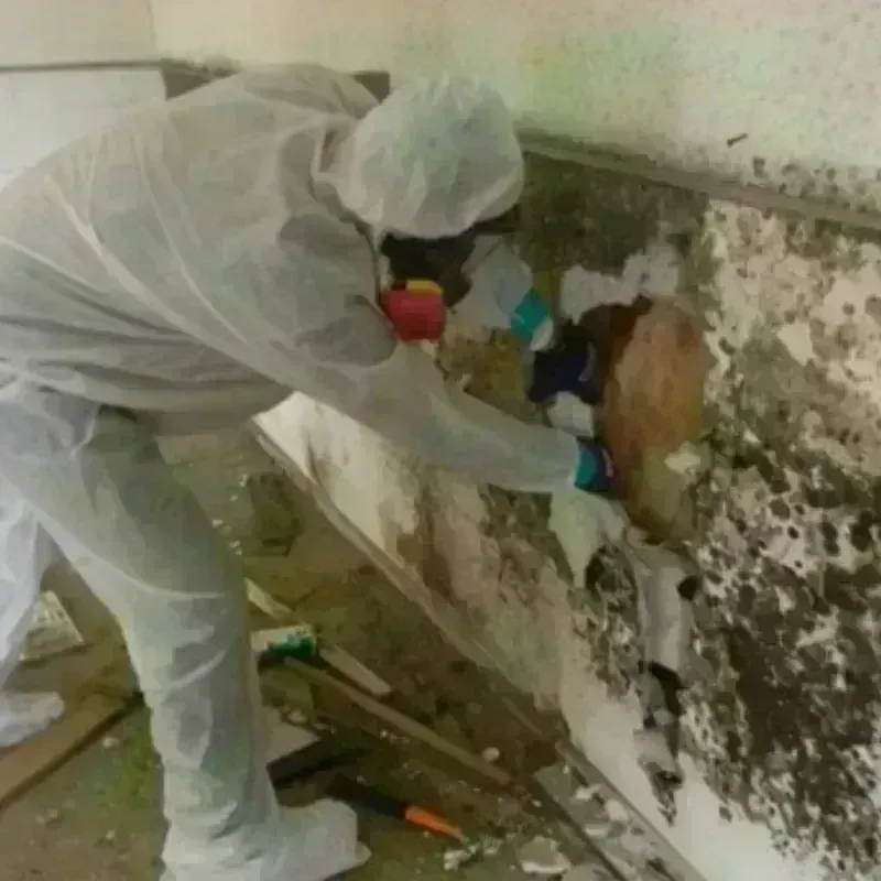 Mold Remediation and Removal in Landis, NC